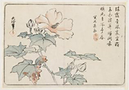 喜多武清　芙蓉図摺物