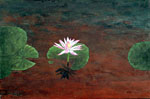 Illusion of water lily