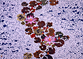 Monet's pond,Flower illusion
