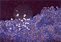 Paths-Wild chrysanthemum and constellation
